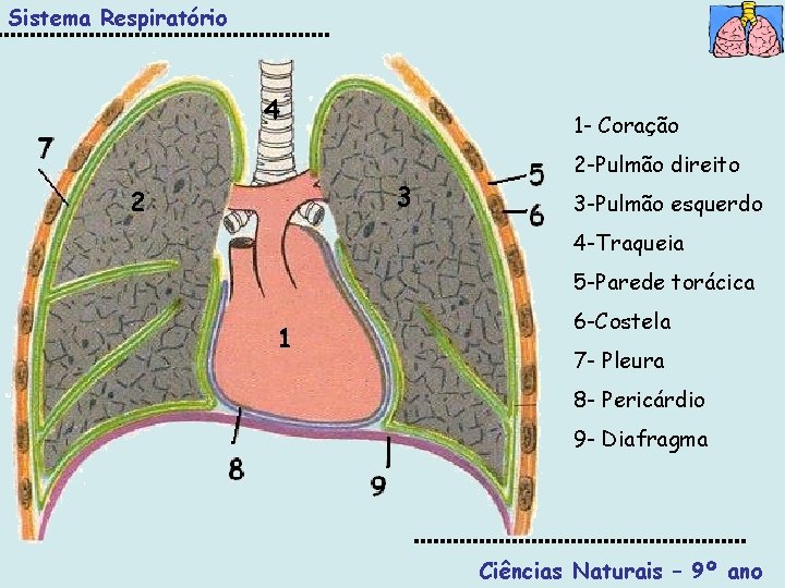 Sistema Respiratório 4 1 - Coração 3 2 2 -Pulmão direito 3 -Pulmão esquerdo