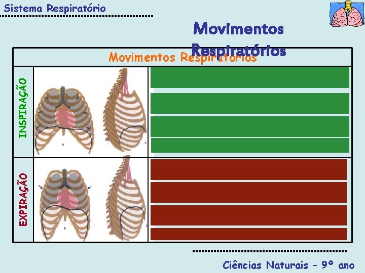 Sistema Respiratório INSPIRAÇÃO Movimentos Respiratórios 1. O diafragma contrai e desce; os músculos intercostais