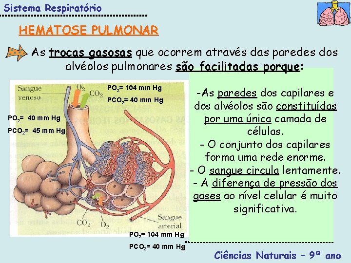 Sistema Respiratório HEMATOSE PULMONAR As trocas gasosas que ocorrem através das paredes dos alvéolos