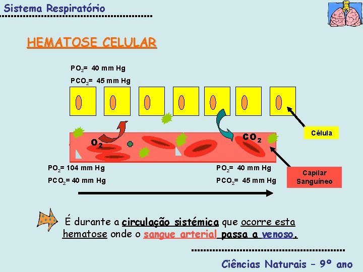 Sistema Respiratório HEMATOSE CELULAR PO 2= 40 mm Hg PCO 2= 45 mm Hg