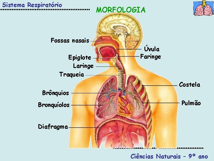 Sistema Respiratório MORFOLOGIA Fossas nasais Epiglote Laringe Traqueia Úvula Faringe Costela Brônquios Bronquíolos Pulmão