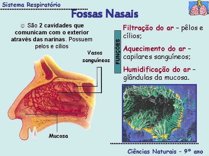 Fossas Nasais ☺ São 2 cavidades que comunicam com o exterior através das narinas.