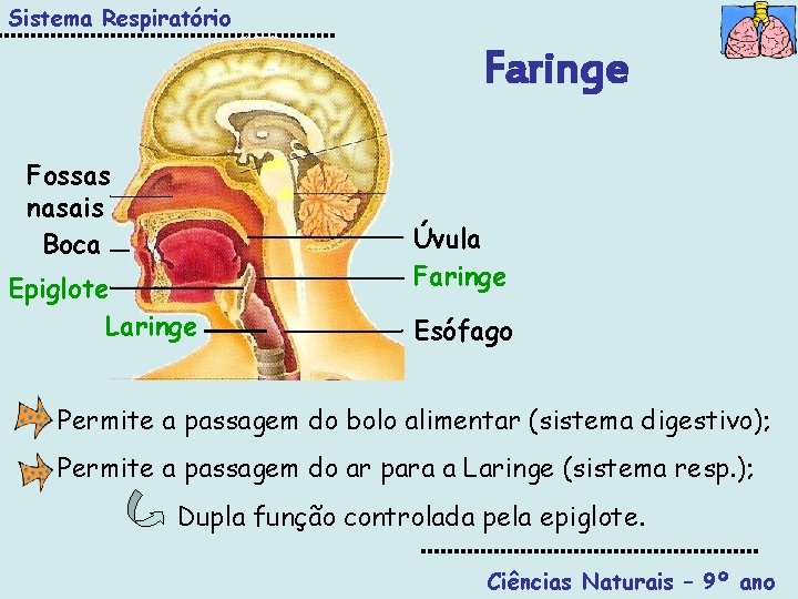 Sistema Respiratório Faringe Fossas nasais Boca Epiglote Laringe Úvula Faringe Esófago Permite a passagem