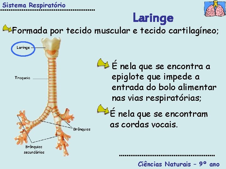 Sistema Respiratório Laringe Formada por tecido muscular e tecido cartilagíneo; É nela que se