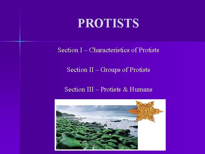 PROTISTS Section I – Characteristics of Protists Section II – Groups of Protists Section