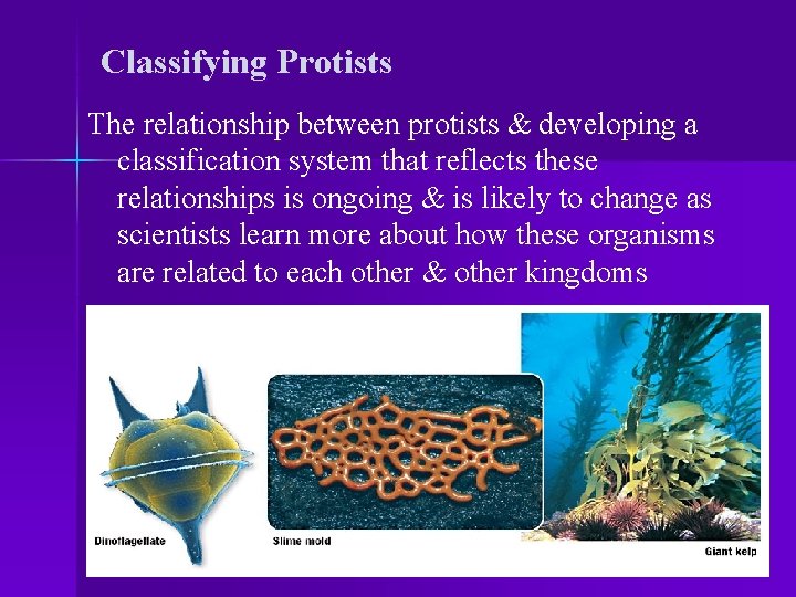 Classifying Protists The relationship between protists & developing a classification system that reflects these