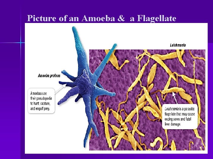 Picture of an Amoeba & a Flagellate 