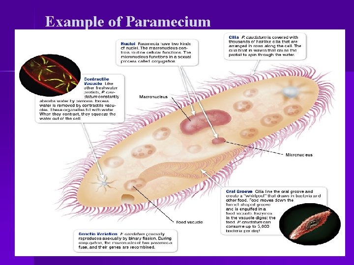 Example of Paramecium 