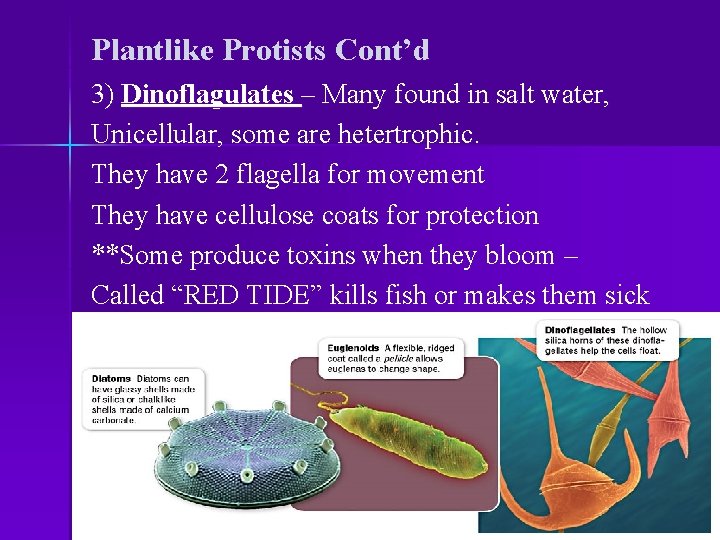 Plantlike Protists Cont’d 3) Dinoflagulates – Many found in salt water, Unicellular, some are