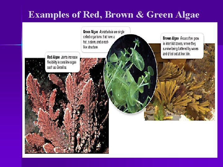 Examples of Red, Brown & Green Algae 