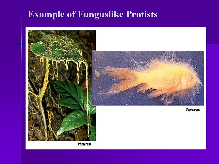 Example of Funguslike Protists 