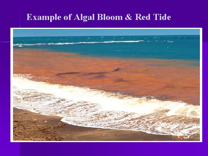 Example of Algal Bloom & Red Tide 