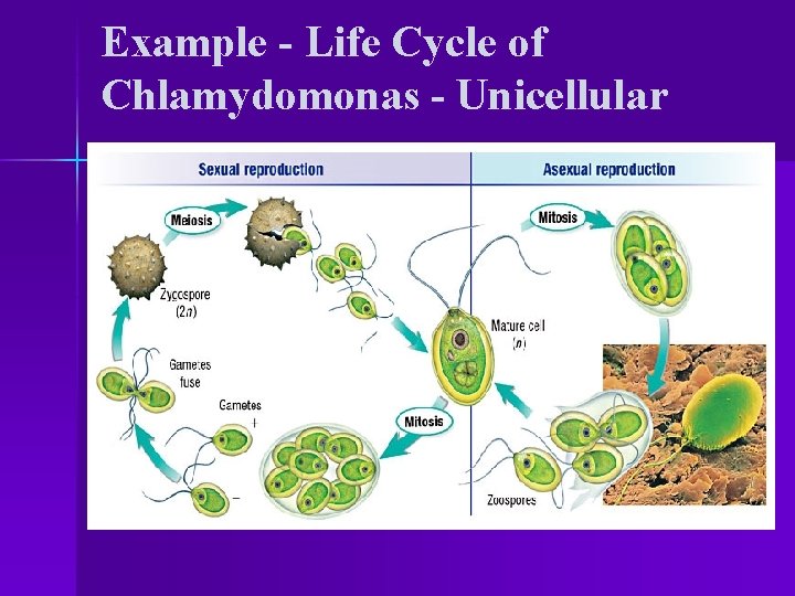 Example - Life Cycle of Chlamydomonas - Unicellular 