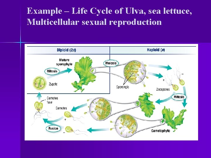 Example – Life Cycle of Ulva, sea lettuce, Multicellular sexual reproduction 
