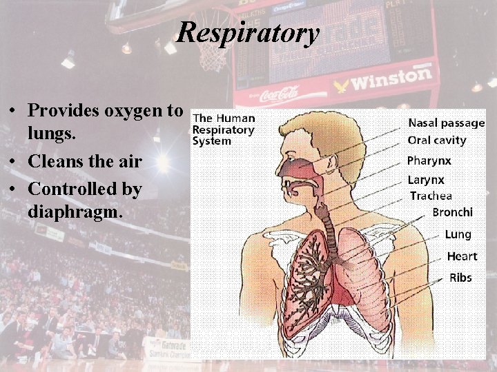 Respiratory • Provides oxygen to lungs. • Cleans the air • Controlled by diaphragm.