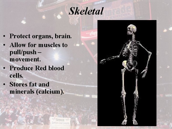 Skeletal • Protect organs, brain. • Allow for muscles to pull/push – movement. •