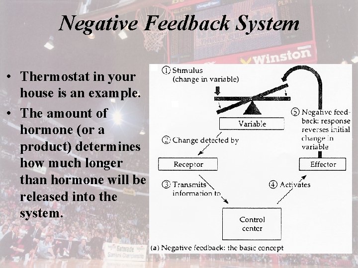 Negative Feedback System • Thermostat in your house is an example. • The amount