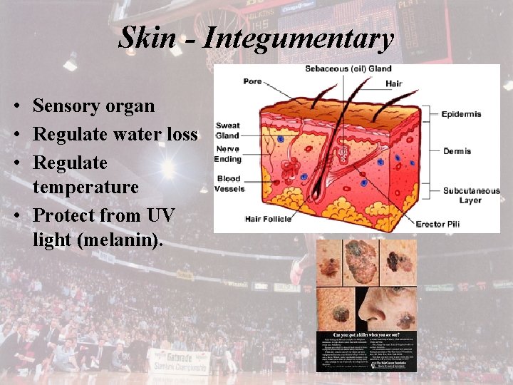 Skin - Integumentary • Sensory organ • Regulate water loss • Regulate temperature •