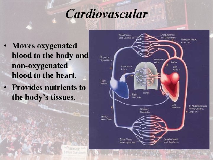 Cardiovascular • Moves oxygenated blood to the body and non-oxygenated blood to the heart.