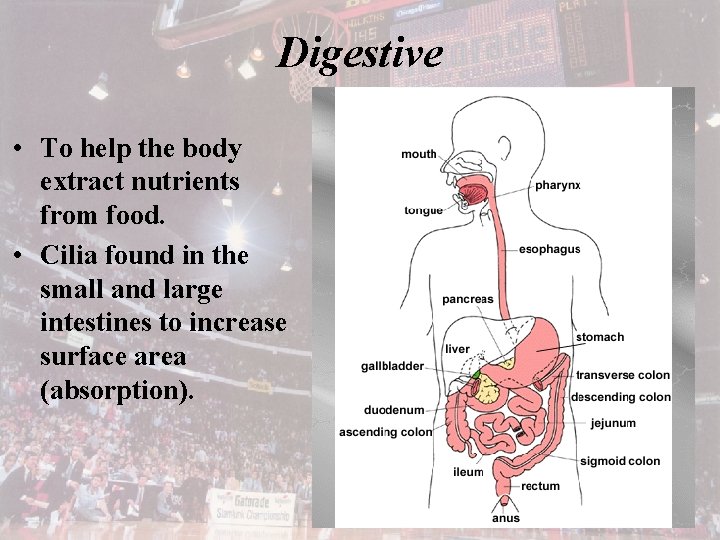 Digestive • To help the body extract nutrients from food. • Cilia found in