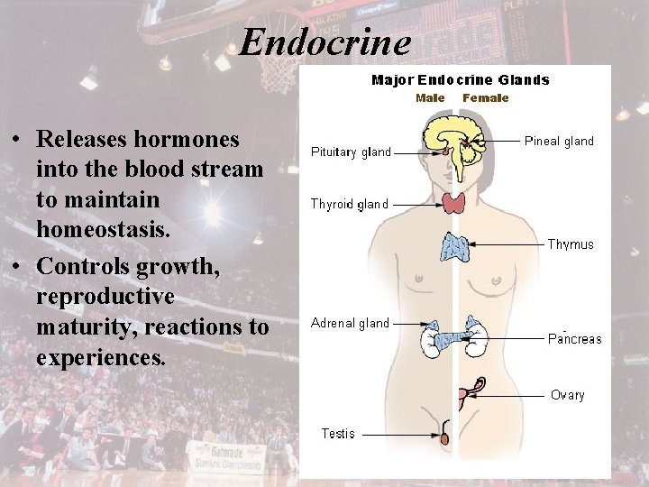 Endocrine • Releases hormones into the blood stream to maintain homeostasis. • Controls growth,