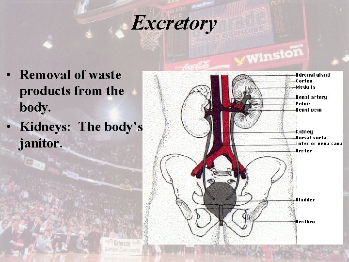 Excretory • Removal of waste products from the body. • Kidneys: The body’s janitor.
