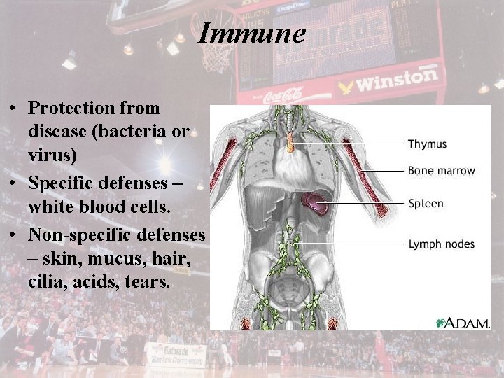 Immune • Protection from disease (bacteria or virus) • Specific defenses – white blood