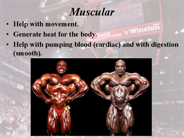 Muscular • Help with movement. • Generate heat for the body. • Help with
