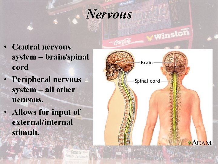 Nervous • Central nervous system – brain/spinal cord • Peripheral nervous system – all