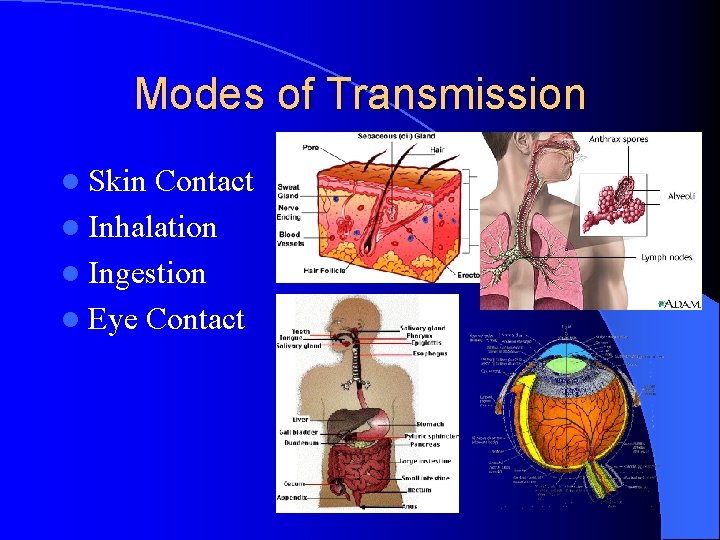 Modes of Transmission l Skin Contact l Inhalation l Ingestion l Eye Contact Modes of Transmission l Skin Contact l Inhalation l Ingestion l Eye Contact