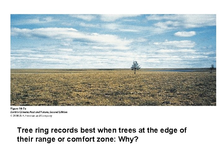 Tree ring records best when trees at the edge of their range or comfort