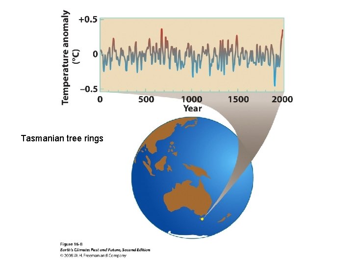 Tasmanian tree rings 
