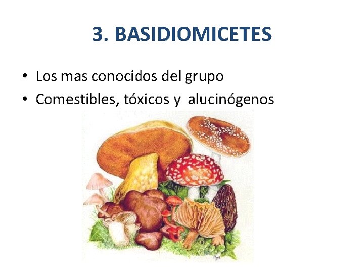 3. BASIDIOMICETES • Los mas conocidos del grupo • Comestibles, tóxicos y alucinógenos 