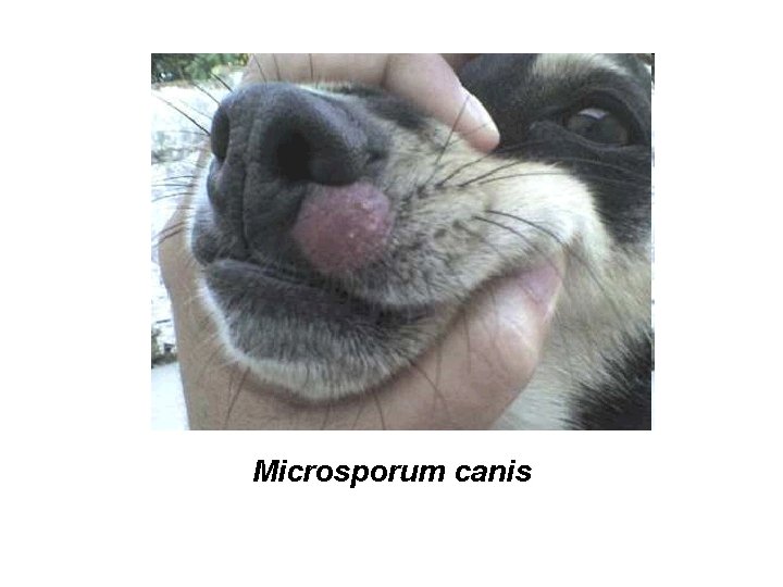Microsporum canis 