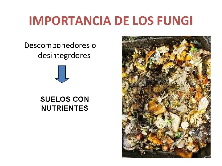 IMPORTANCIA DE LOS FUNGI Descomponedores o desintegrdores SUELOS CON NUTRIENTES 
