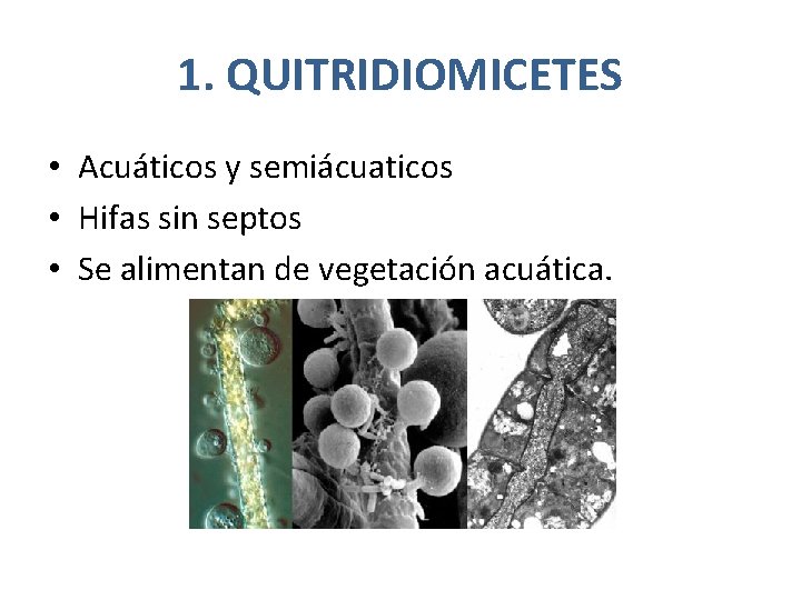 1. QUITRIDIOMICETES • Acuáticos y semiácuaticos • Hifas sin septos • Se alimentan de