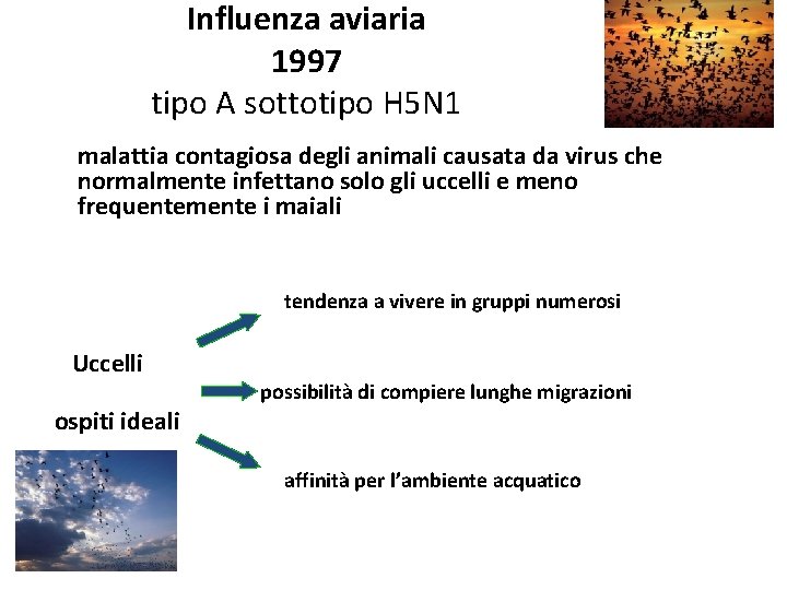 Influenza aviaria 1997 tipo A sottotipo H 5 N 1 malattia contagiosa degli animali