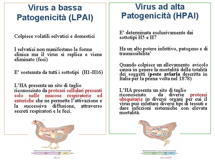 Virus a bassa Patogenicità (LPAI) Colpisce volatili selvatici e domestici I selvatici non manifestano