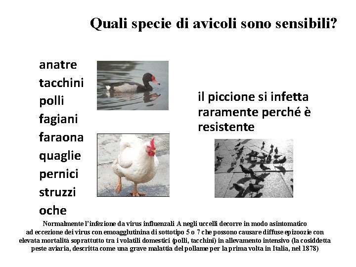 Quali specie di avicoli sono sensibili? anatre tacchini polli fagiani faraona quaglie pernici struzzi