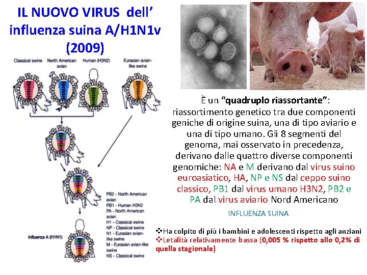 IL NUOVO VIRUS dell’ influenza suina A/H 1 N 1 v (2009) È un