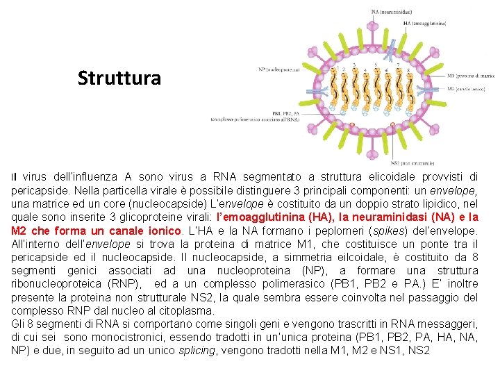 Struttura Il virus dell’influenza A sono virus a RNA segmentato a struttura elicoidale provvisti