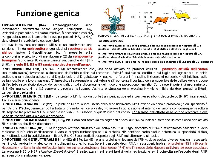 Funzione genica EMOAGGLUTININA (HA). L’emoagglutinina viene inizialmente sintetizzata come singolo polipeptide HA 0. Affinché Funzione genica EMOAGGLUTININA (HA). L’emoagglutinina viene inizialmente sintetizzata come singolo polipeptide HA 0. Affinché