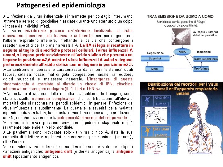 Patogenesi ed epidemiologia ØL’infezione da virus influenzale si trasmette per contagio interumano attraverso aerosol