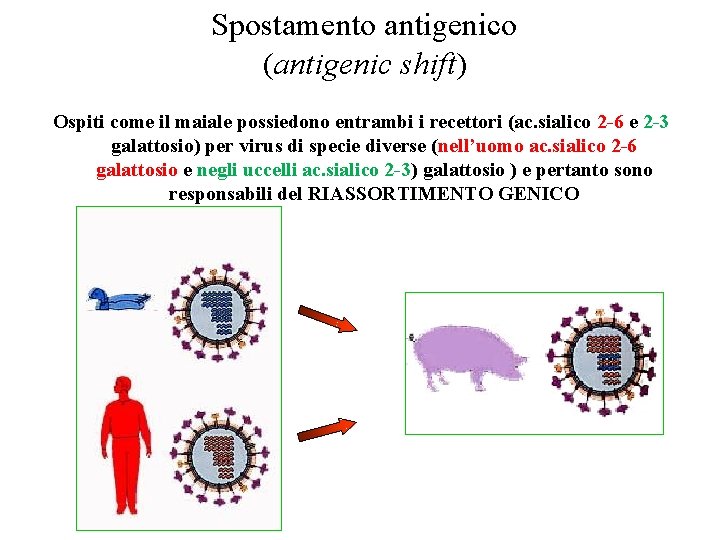 Spostamento antigenico (antigenic shift) Ospiti come il maiale possiedono entrambi i recettori (ac. sialico