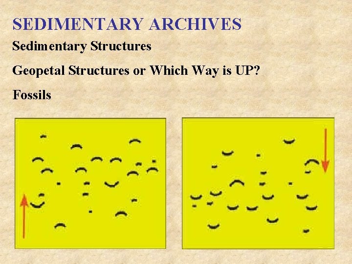 SEDIMENTARY ARCHIVES Sedimentary Structures Geopetal Structures or Which Way is UP? Fossils 