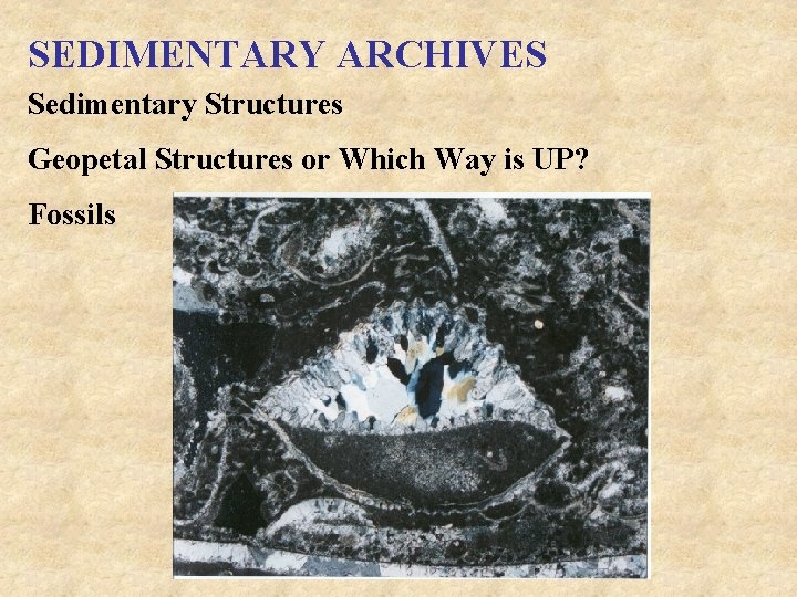 SEDIMENTARY ARCHIVES Sedimentary Structures Geopetal Structures or Which Way is UP? Fossils 