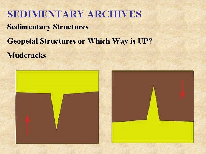 SEDIMENTARY ARCHIVES Sedimentary Structures Geopetal Structures or Which Way is UP? Mudcracks 