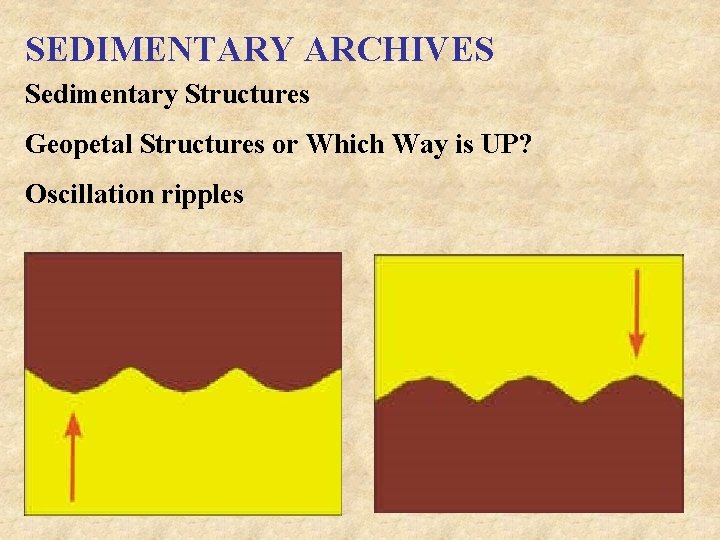 SEDIMENTARY ARCHIVES Sedimentary Structures Geopetal Structures or Which Way is UP? Oscillation ripples 