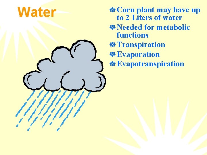 Water ] Corn plant may have up to 2 Liters of water ] Needed