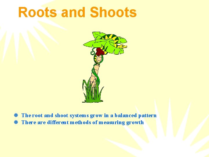 Roots and Shoots ] The root and shoot systems grow in a balanced pattern